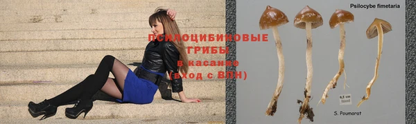 индика Аркадак